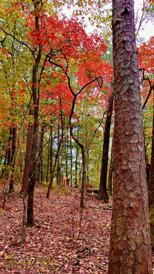 Appalachian Fall